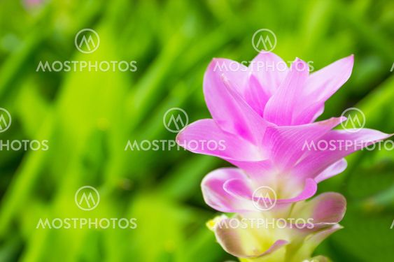 Curcuma alismatifolia flower