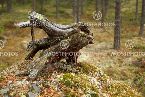 Stubben
