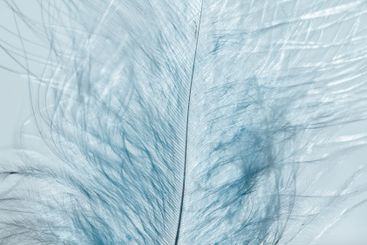 Blue Feather Texture.Feathers surface.Close-Up of...