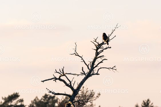Bird of prey in a tree top