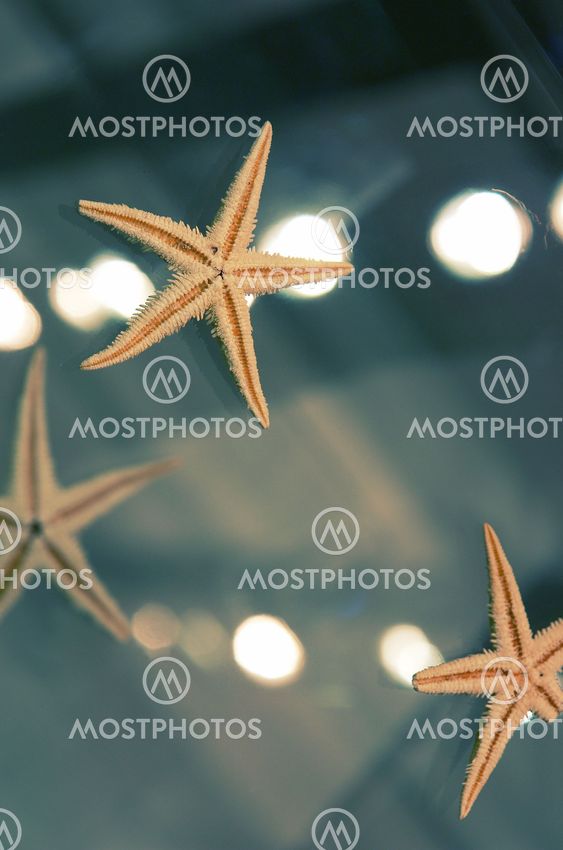 starfishes