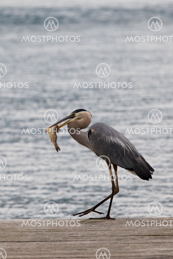 Great Blue Heron- successful fishing