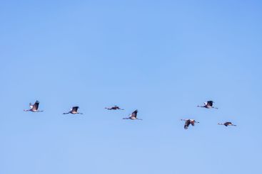 Cranes flying at a blue sky in spring