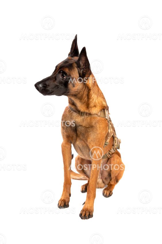Belgian Malinois dog