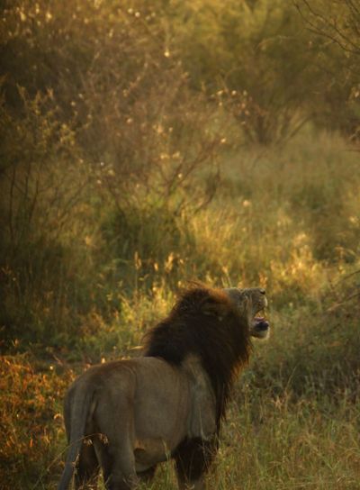 Lion in Krüger, South Africa