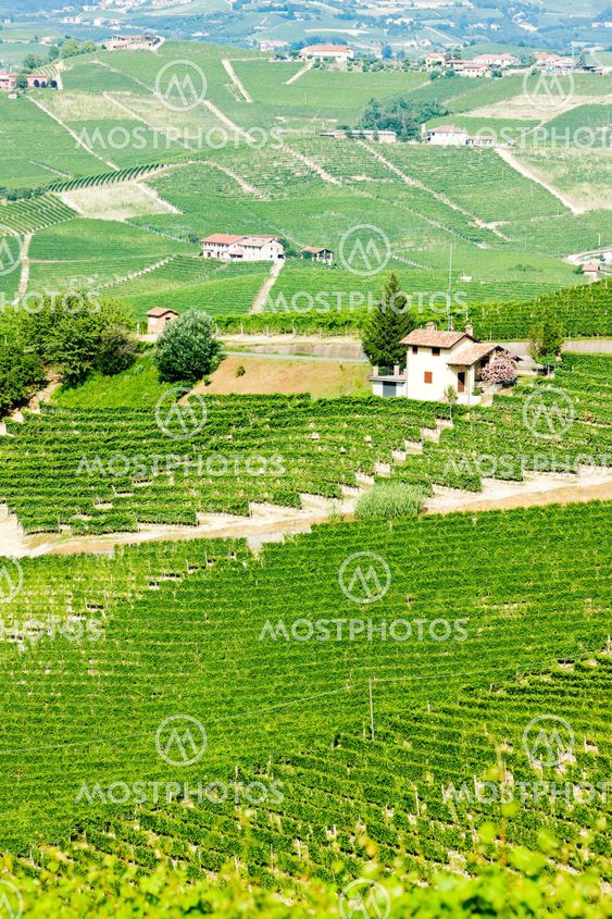 vineyars near Barolo, Piedmont, Italy