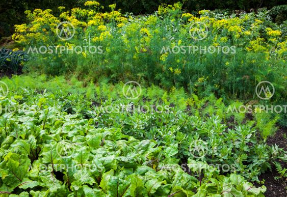 Vegetable garden - variety