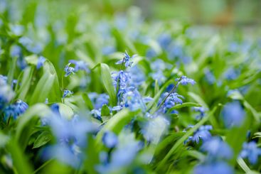 Scilla flowers blooming in the spring garden on the...