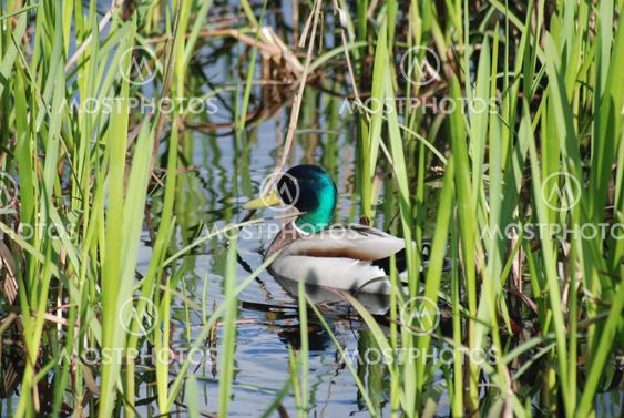Mallard