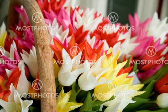 tulips for sale