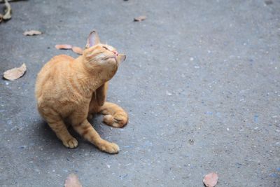 Stray mixed breed orange striped color street cat feels...