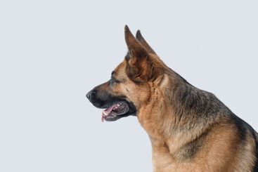 Portrait of a beautiful German Sheperd