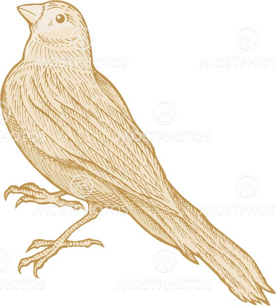 Bird sketch