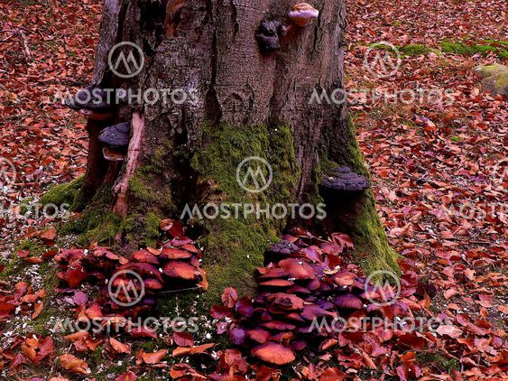 Mushroom and tickor