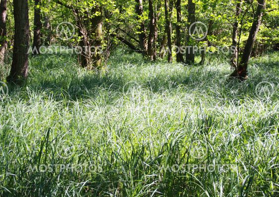 Moor with green fresh reed and trees at daylight