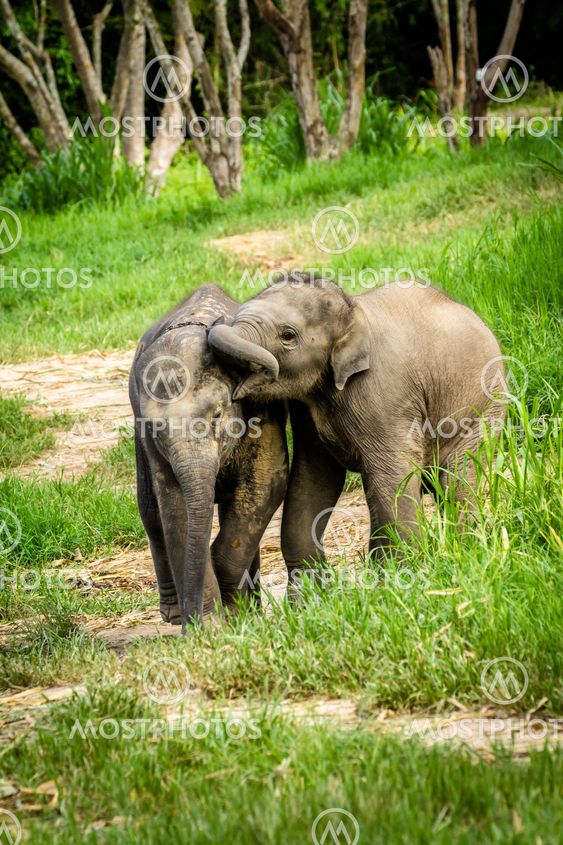 Two baby elephants playing in grassland field.