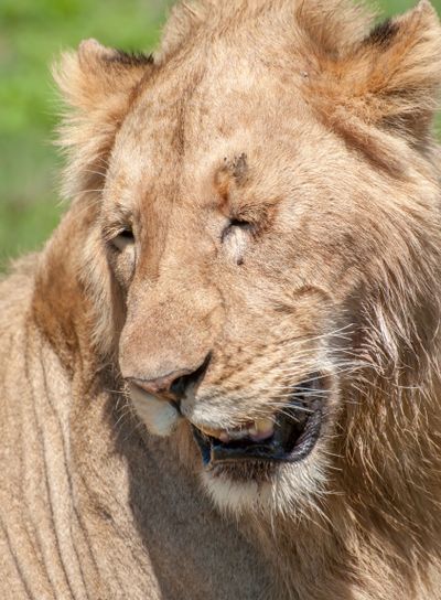 Male Lion