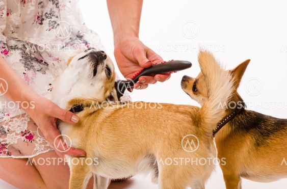 Pet caring
