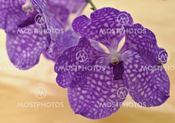 Violet orchidea,macro
