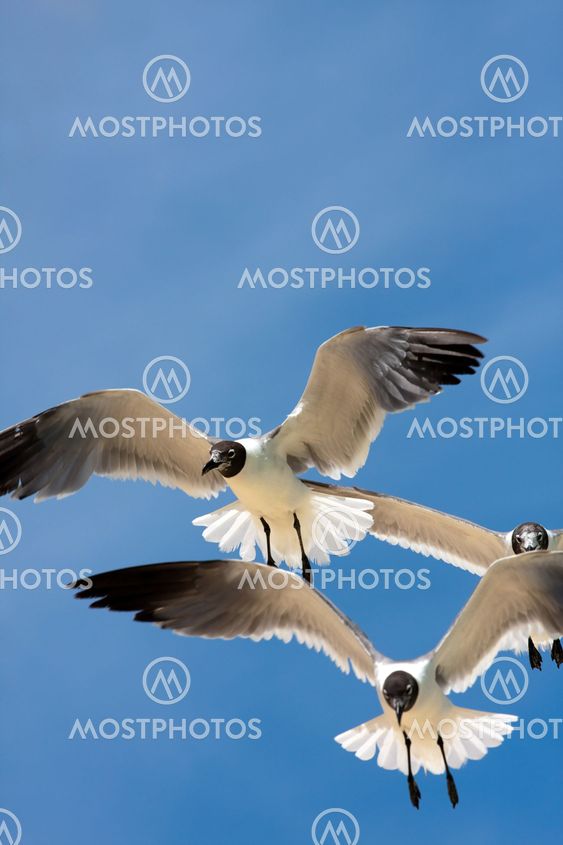 Seagulls Soaring