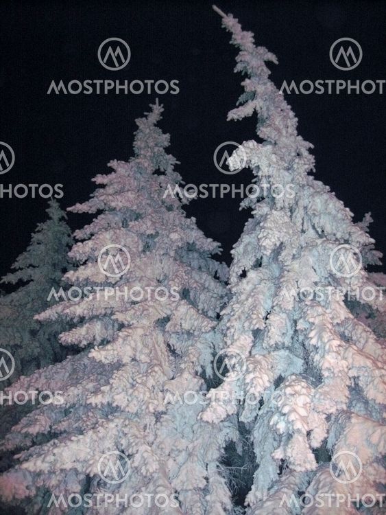 Fir trees under the snow. Christmas holidays
