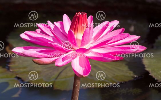 Siam Lotus