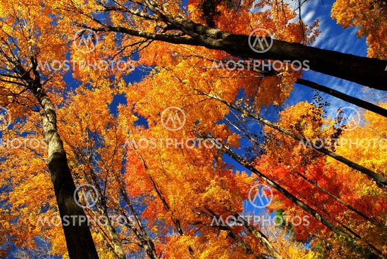 Fall maple trees