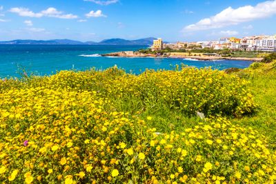 Mediterranean seacoast in Alghero city, Sardinia, Italy