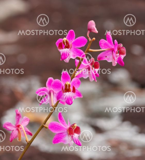 Beautiful pink orchid flower