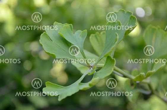 Wild Ginkgo Biloba Leaves Plant