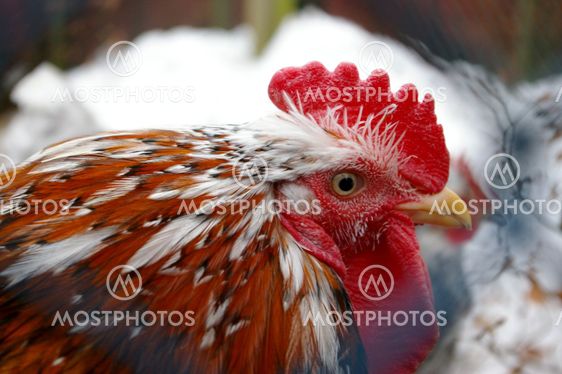 tuppöga
