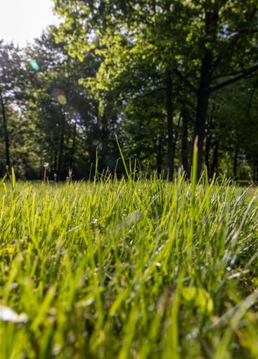 beautiful fresh grass in bright sunlight