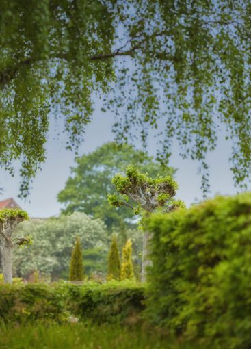 Forest, environment and landscape with trees, outdoor...