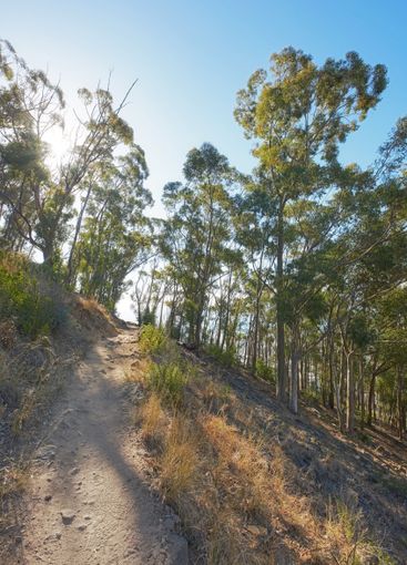 Mountain, forest and trees trail in nature for hiking...