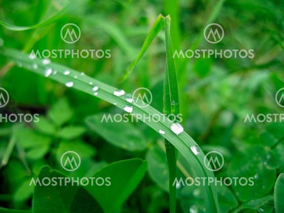Dew on the leaves