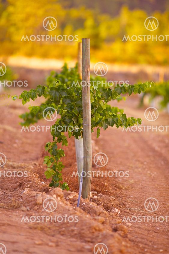 New vineyard