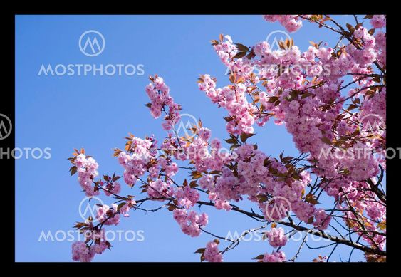 Cherry tree blossom 1