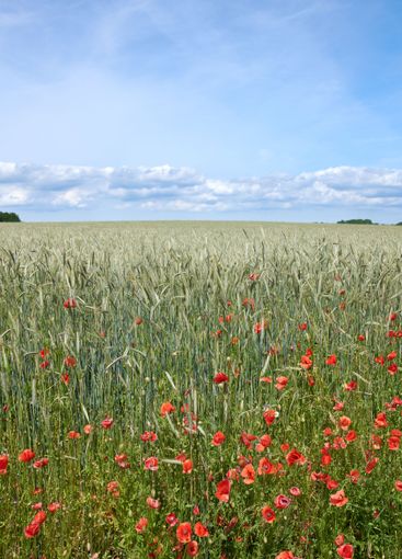 Field, flowers and blue sky in nature outdoor for...