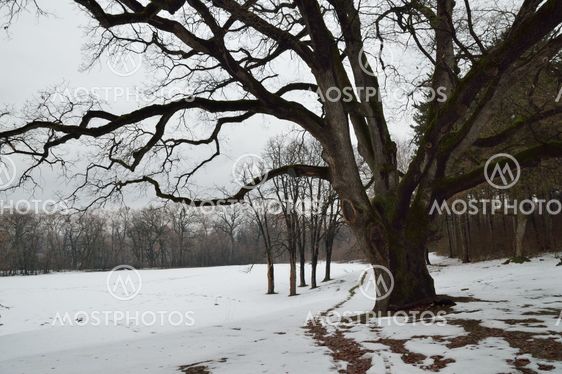Winter in Park