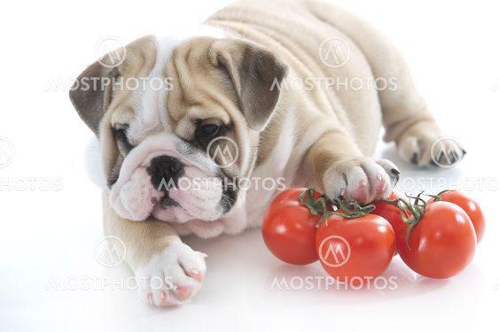 English bulldog puppy with vegetables