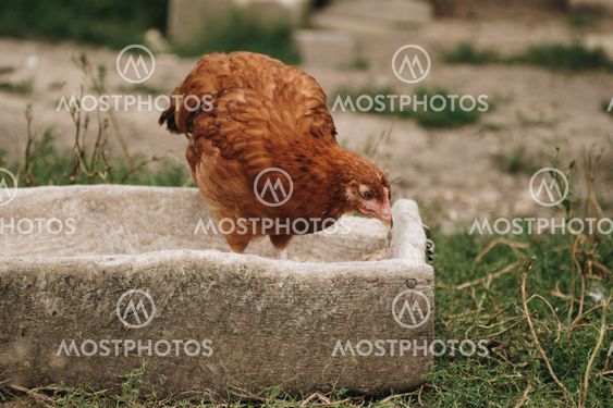 chicken in feeding trough
