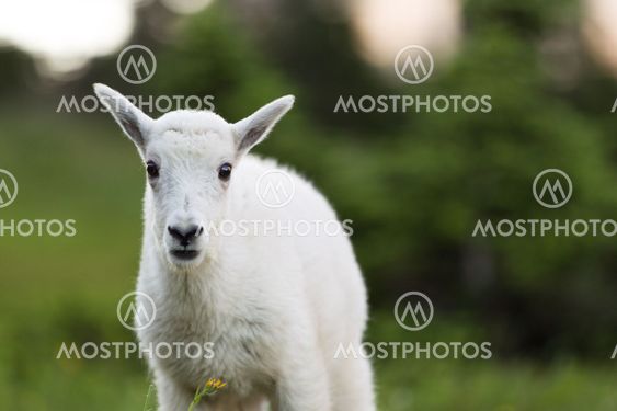 Baby Mountain Goat