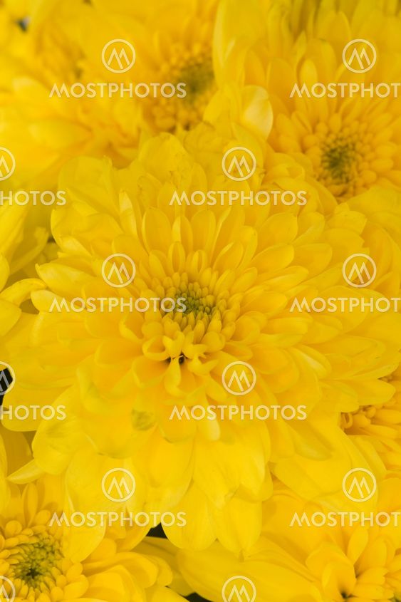 Yellow chrysanthemum