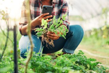 Hands, phone and farming in greenhouse with plants,...
