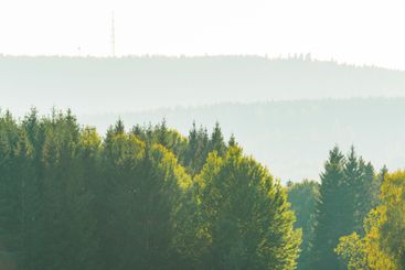 Lush green forests under soft sunlight in the serene...