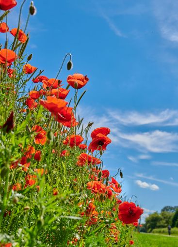 Poppies, field closeup and natural flora in countryside,...
