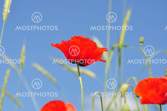 Closeup of a poppy in a field