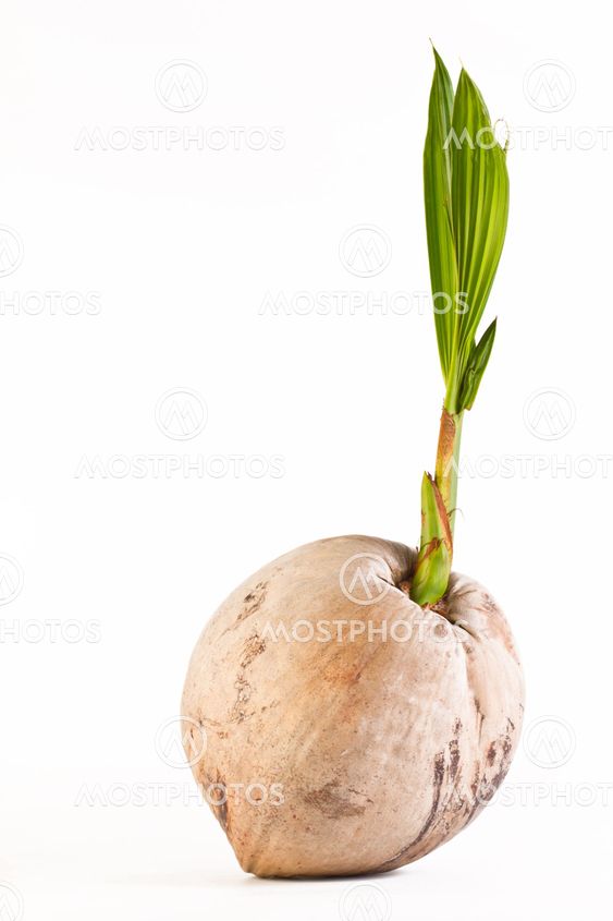 Coconut sprout