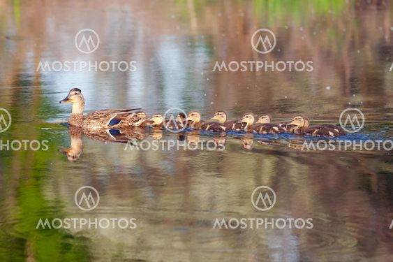 Mallard og hendes aender