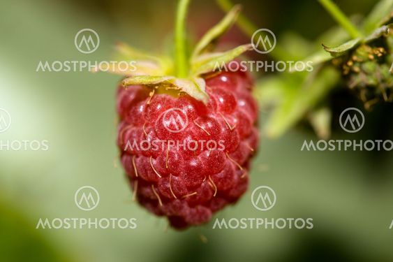 Raspberry macro